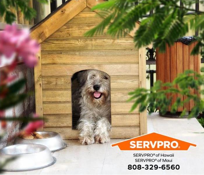 A dog sits outside in his dog house. 