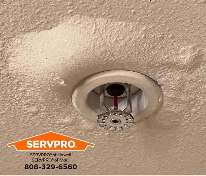 Water is bubbling around a defective fire sprinkler on a ceiling. 