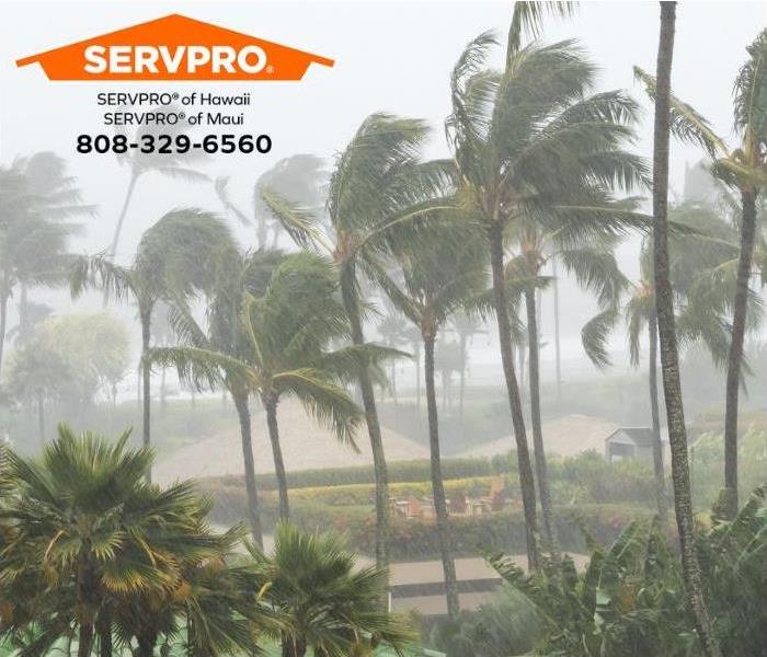 Palm trees are blown about during a tropical hurricane. 