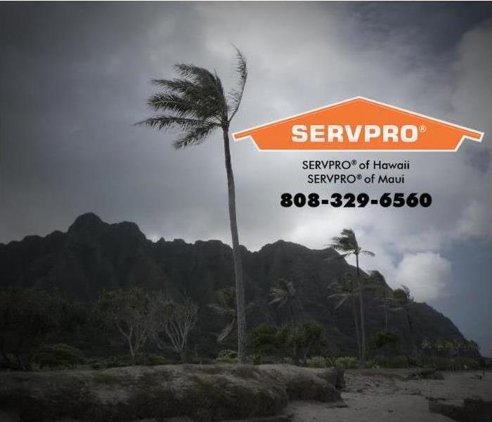 palm tree against a stormy sky 