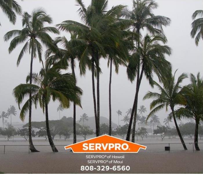 Palm trees stand in a flooded field on the big island of Hawaii.