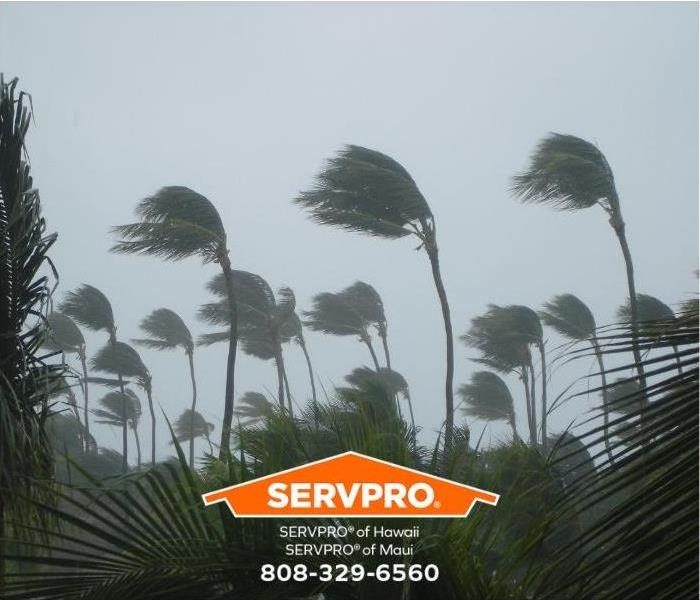 Palm trees are blown over in a rainstorm.