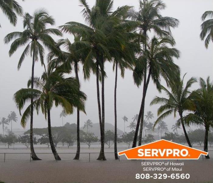 Palm trees are shown in a flooded field during a torrential rainstorm.