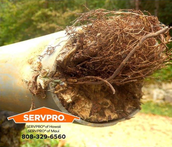 A root is growing through a plumbing pipe.