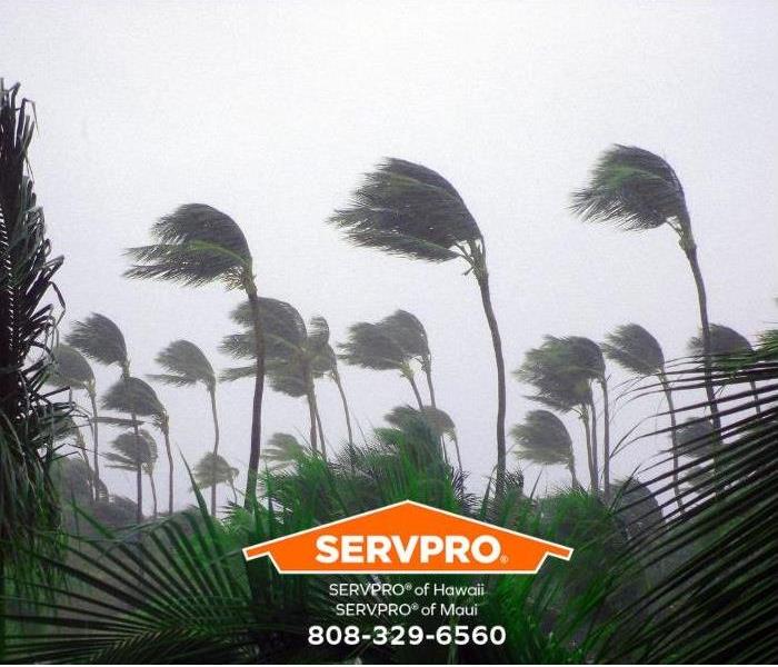 A tropical storm blows over palm trees.