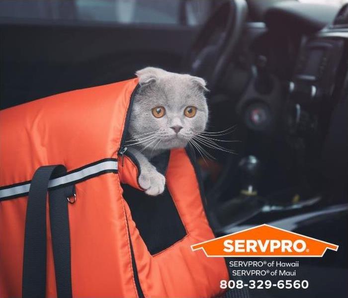 A cat is in a cat carrier in preparation for evacuation.