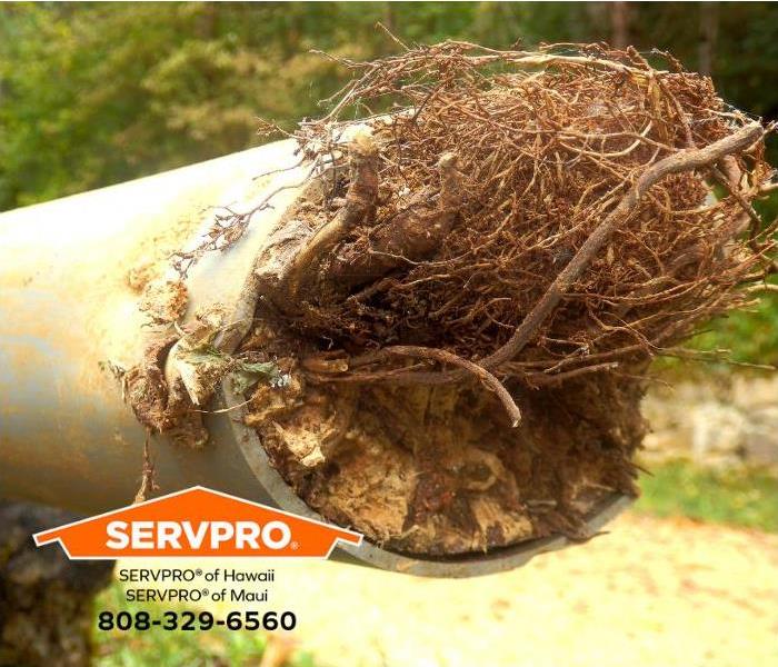 A root is growing through a plumbing pipe.