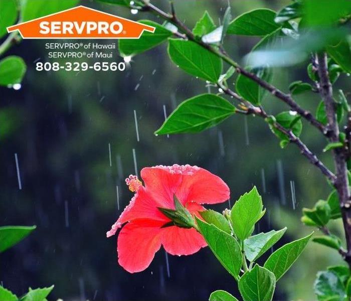 A hibiscus flower soaks up rain during a tropical storm.