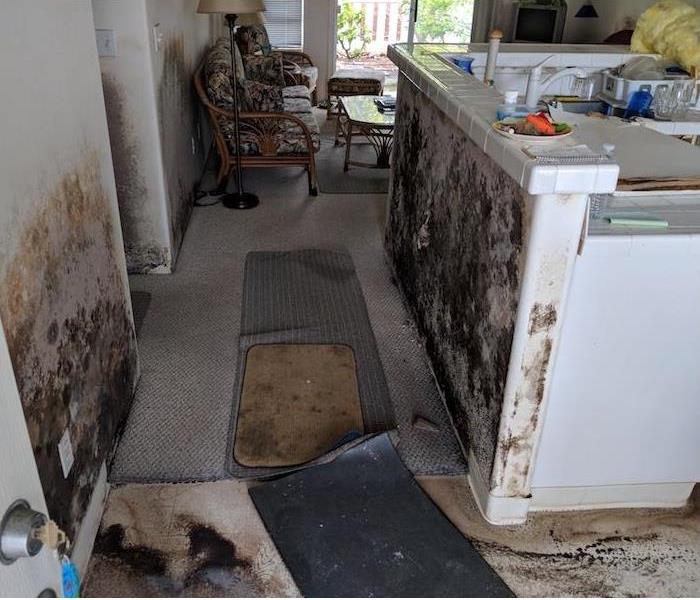 kitchen in the apartment after water damage covered in mold
